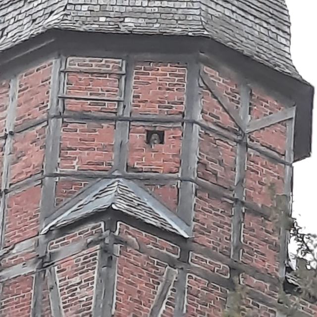 Waldkauz